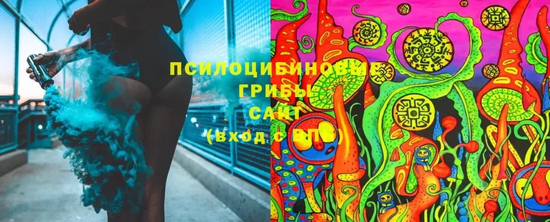 omg как войти  купить закладку  Вяземский  Псилоцибиновые грибы Cubensis 